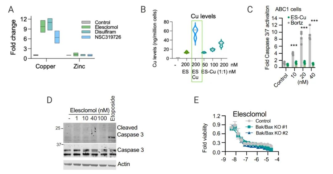 图 4. 铜离子载体诱导细胞死亡不通过凋亡[2] A：ICP-MS 检测细胞内的铜离子和锌离子；B：ES-Cu 处理 细胞，检测 Caspase 3/7 的激活；C：检测 Caspase 3 的表达；F：用 Elesclomol-CuCl2 处理 KO 细胞，检测细胞活力；