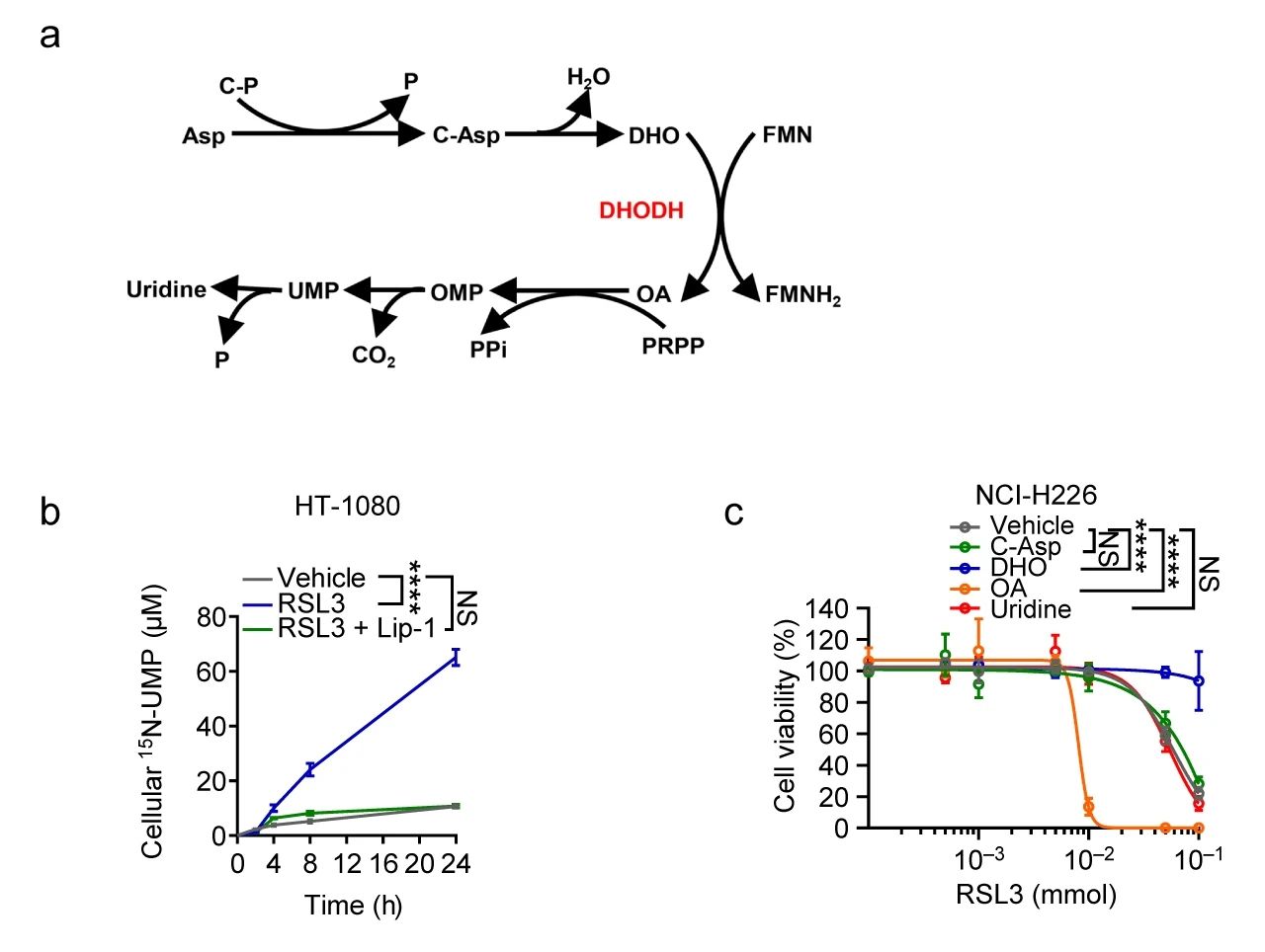 图 2. a: 嘧啶生物合成途径的简化示意图; b: RSL3 和/或 Liproxstatin-1 (Lip-1) 处理的 HT-1080 细胞中的 15N-UMP 水平; c: 对照、C-Asp、DHO、OA、uridine 预处理后，RSL3 处理 NCI-H226 细胞的活力[1]