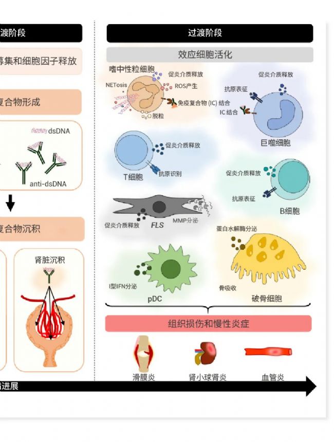 图 1. 自身免疫性疾病发病机制的共同特点[2]。 