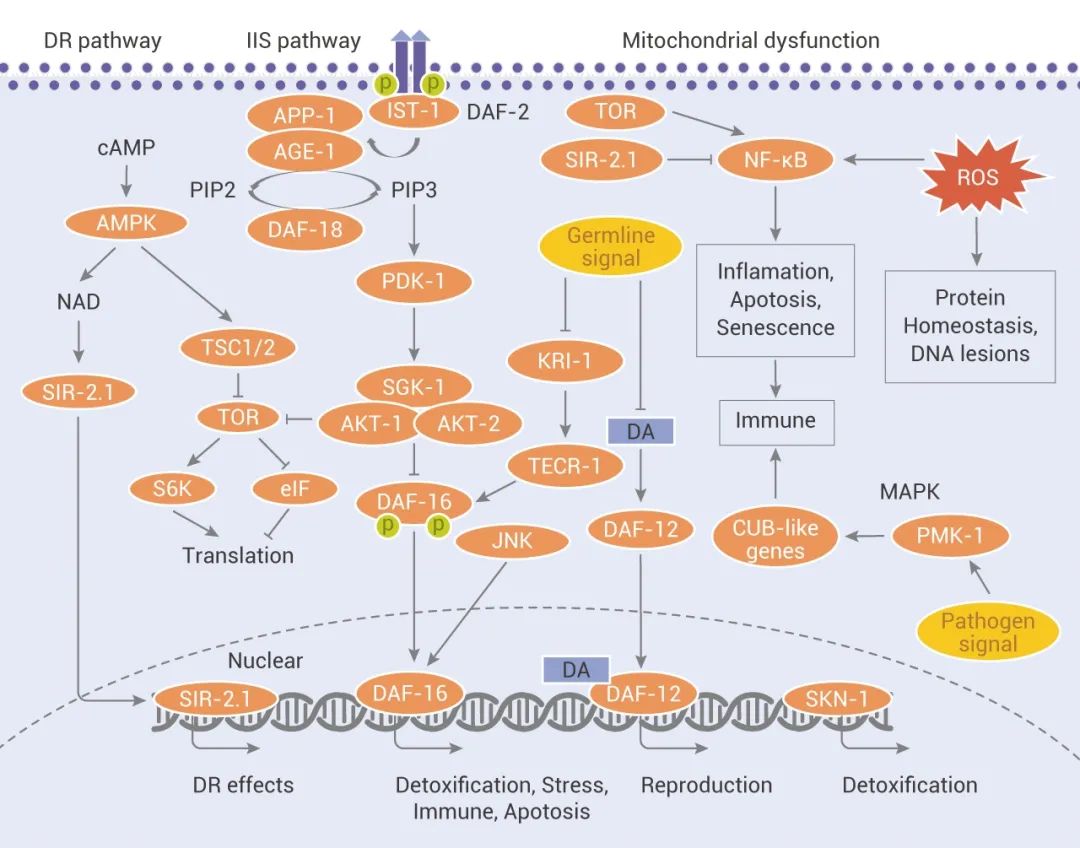 图 1. 衰老相关的信号网络[4]