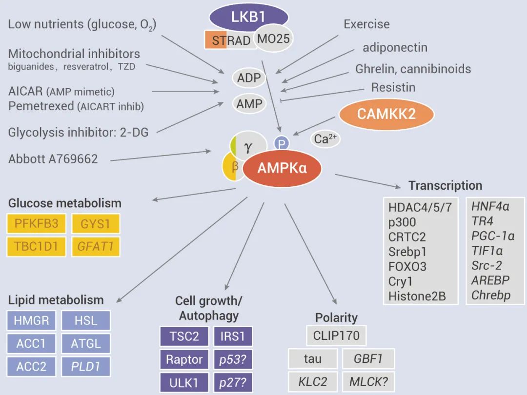 图 4. AMPK 通路示意图[18]