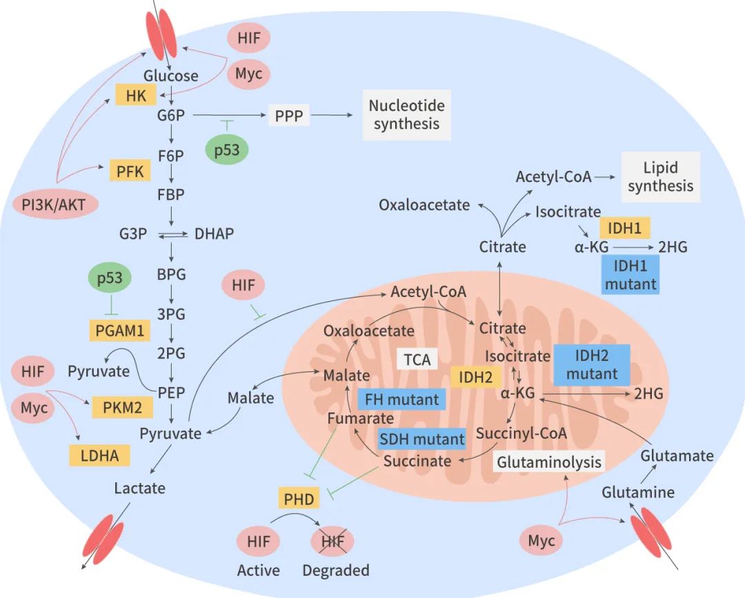 图 1. 肿瘤细胞中代谢组、蛋白质组和基因组相互作用[5]