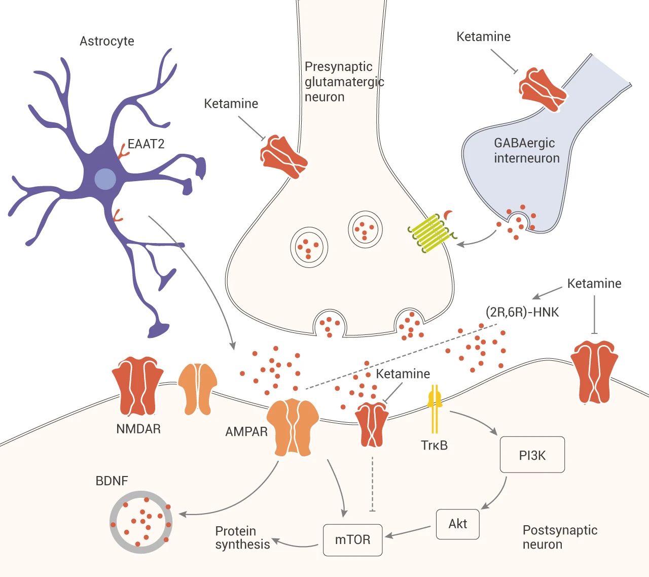 图 4. Ketamine 可能的作用机制[5]