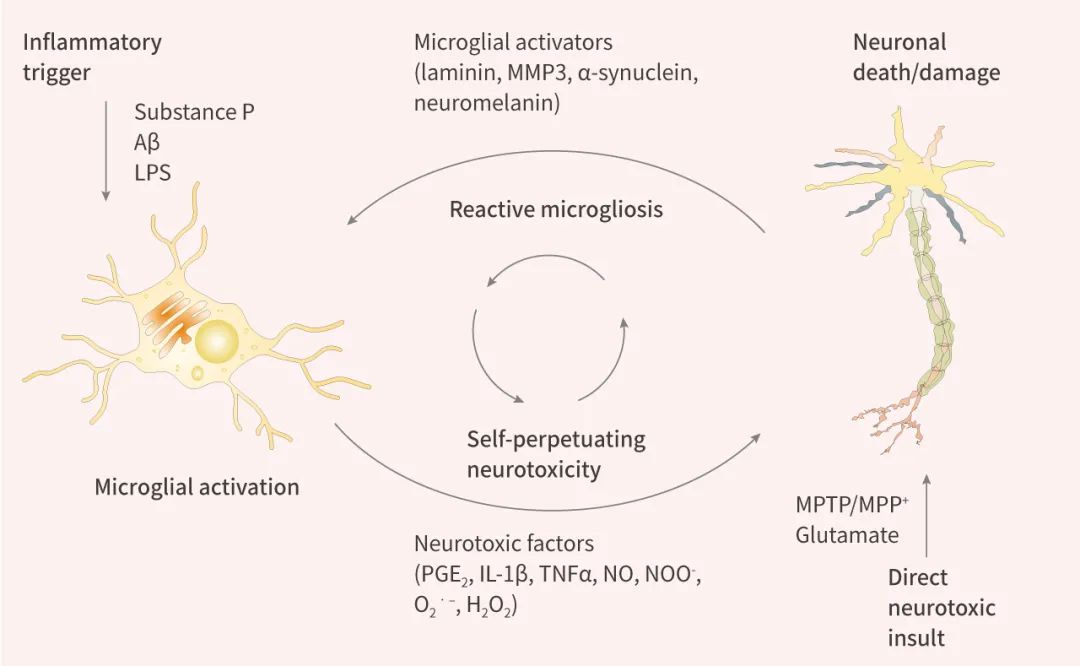 图 4. 反应性小胶质细胞增生驱动神经毒性[6]
