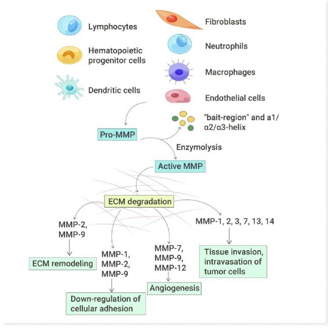  图 2. 表达 MMPs 的基质细胞[4]。