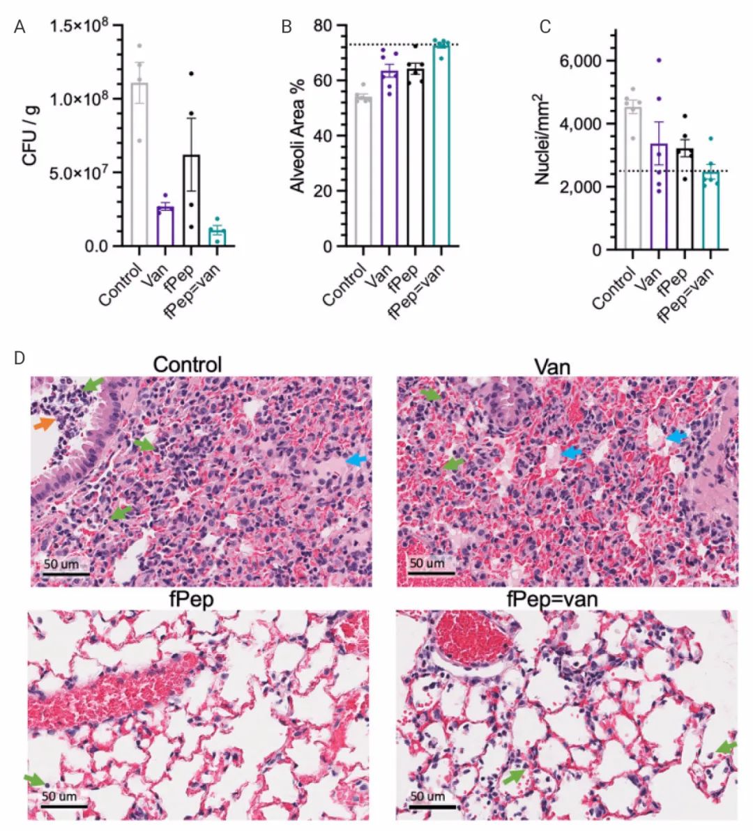 图 4. fPep-万古霉素偶联物减少小鼠肺炎模型中的细菌负荷和炎症[3] A-C. 不同处理对小鼠肺组织中的细菌负荷，肺泡空间百分比以及细胞核数的影响。D.外肺叶的HE 染色
