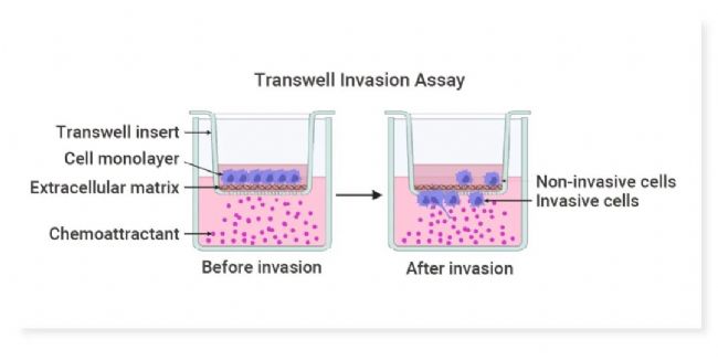 图 6. 细胞侵袭实验的示意图[9]。