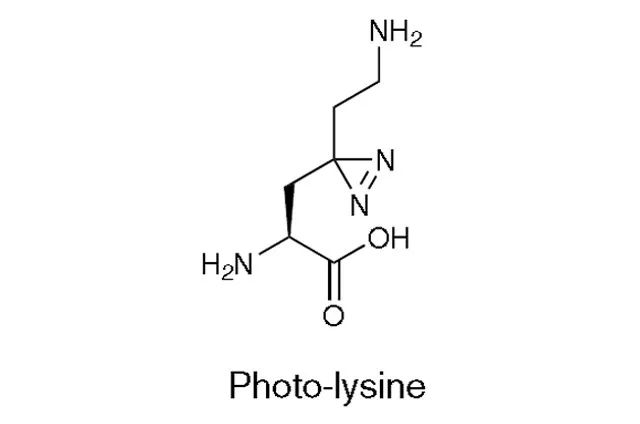 图2. 光反应赖氨酸结构图