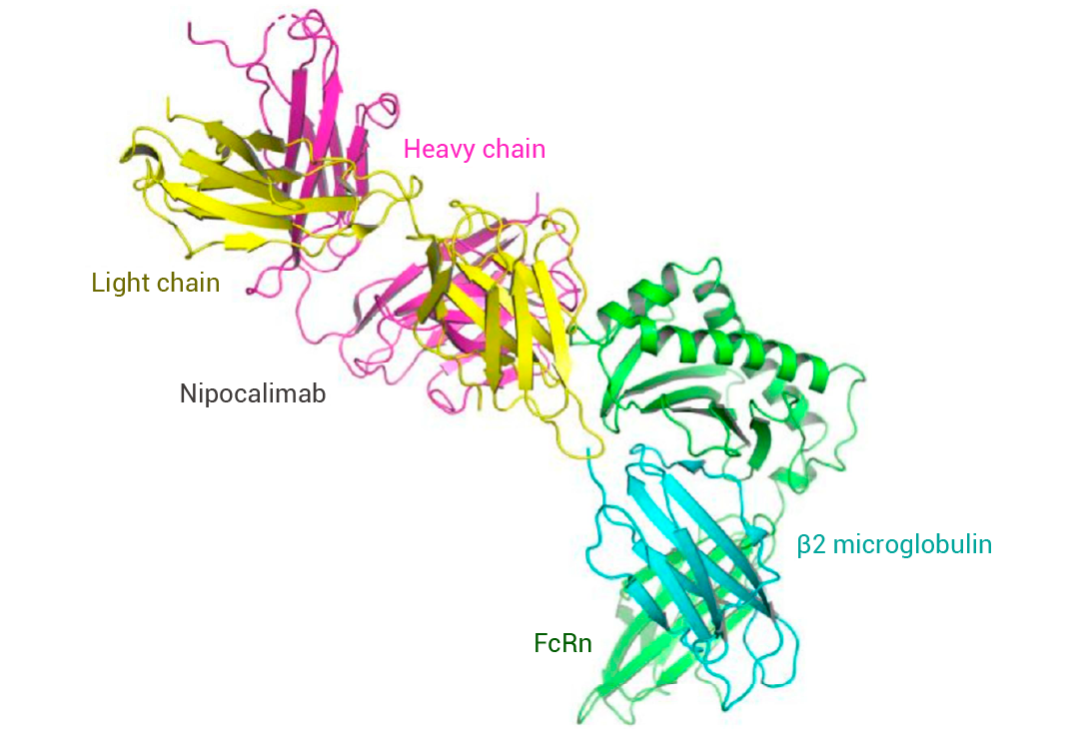 图 9. Nipocalimab Fab 与 FcRn 结合的共晶体结构[10]。