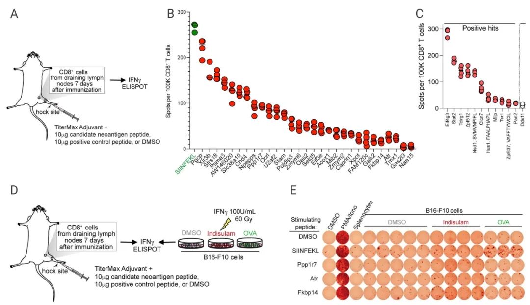 图 6. 剪接衍生的新抗原在体内具有免疫原性且可以激活 T 细胞反应[8] A-C. 小鼠 CD8+ T 细胞与负载候选肽的 B16-F10 细胞共培养，B16-F10 的细胞毒性研究；D-E. CD8+ T 细胞与 B16-F10 细胞共培养，检测 CD8+ T 细胞的 IFN-γ 酶联免疫斑点个数 。