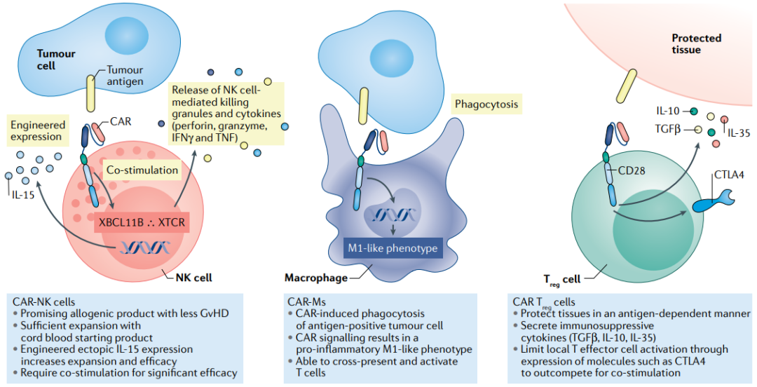 图4. 其他 CAR 免疫细胞及其生物学功能[4]