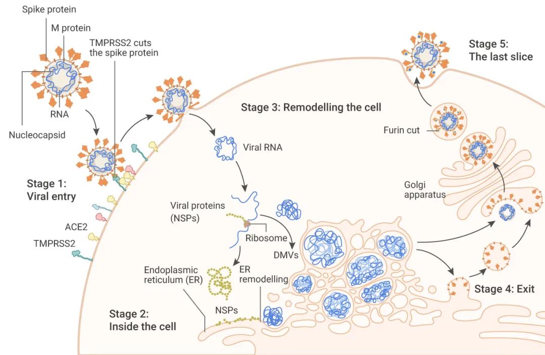 图 1. 新冠病毒体内传播机制