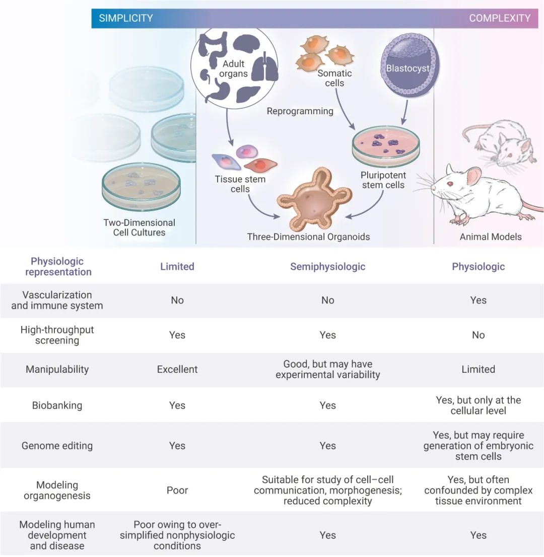 图 4. 类器官培养与 2D 细胞培养及动物实验研究的比较[5]