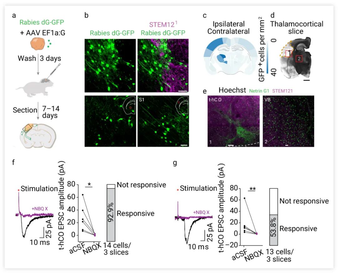 图 8. 移植的 hCO 接收与感觉相关的输入[4] a. Rabies-tracing 实验示意图。b. t-hCO 和大鼠皮层之间的 GFP 和人 STEM121 表达。c. GFP 表达细胞的定量。d-e. t-hCO 中 Netrin G1+ 丘脑末端。f-g. 大鼠 S1 或者内囊电刺激后 t-hCO 神经元的电流痕迹。