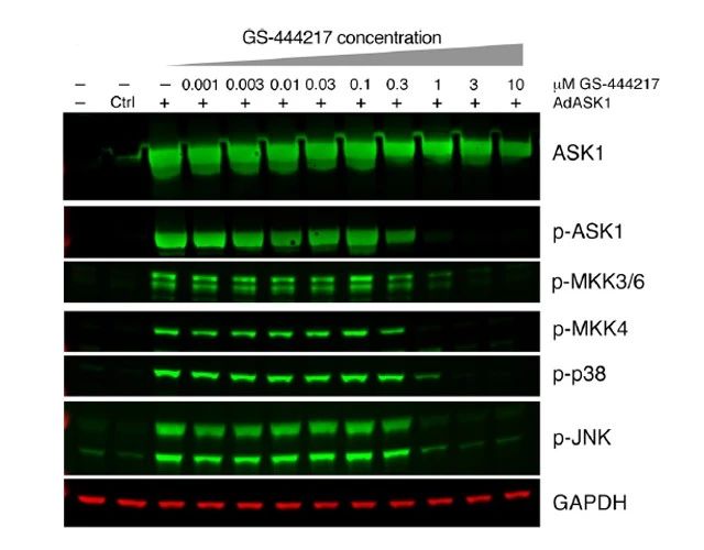 图1. GS-444217抑制ASK1 活性，这种作用存在剂量依赖性