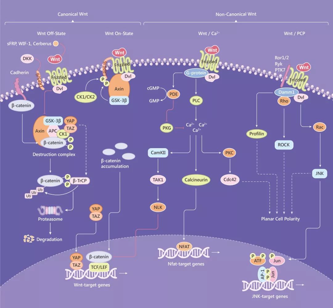 Fig. 1 典型和非典型 Wnt 信号通路图