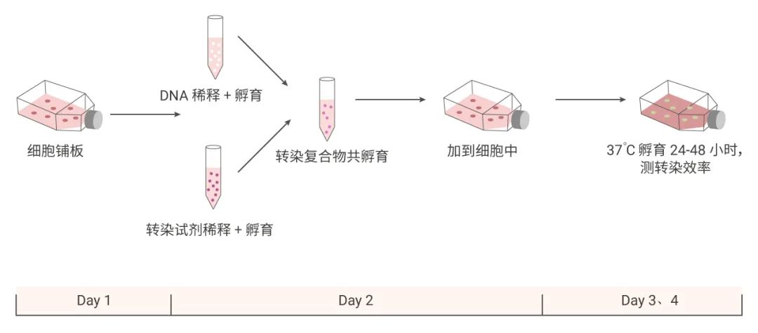 图 2. 转染步骤