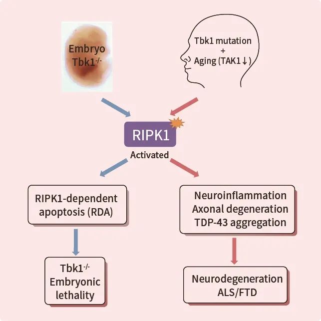 图 5. TBK1 在发育和衰老过程中抑制 RIPK1 驱动的细胞凋亡和炎症[7]