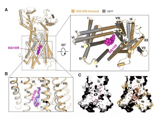  Figure 2. SQ109 结合后引起 MMPL3 的构象重排