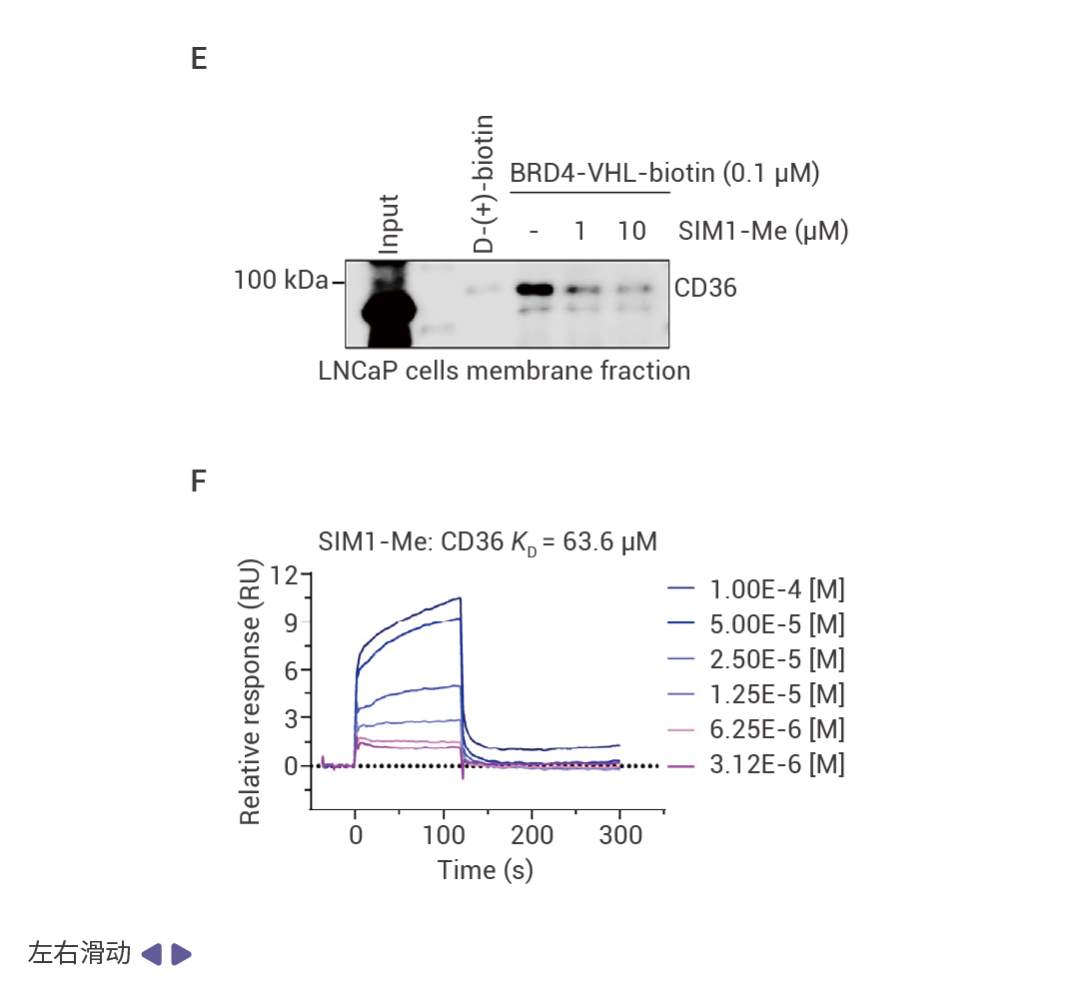 图 2. PROTAC 分子与 CD36 结合[1]。 (A) 三价生物素探针 BRD-VHL-biotin 的结构；(B) BRD-VHL-biotin 与膜蛋白结合检测流程：(C) PROTACs SIM1 与 SIM1-Me 结构；(D) 密度分析 (左) 和代表性免疫印迹分析 (右) 显示 CD36 在 LNCaP 细胞的膜和细胞质组分中的相对表达；(E) 生物素 Pull-down 实验显示 SIM1-Me 与 BRD-VHL-biotin 在指定条件下与 LNCaP 细胞膜组分中的 CD36 结合具有竞争性；(F) 表面等离子共振分析 SIM1-Me 与 CD36 结合情况。