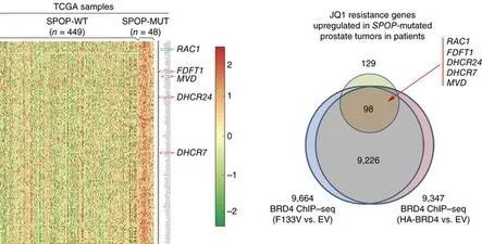 图2. （左）基因热图，相比于野生型SPOP，在突变型SPOP的肿瘤细胞中，FDFT1, DHCR24，DHCR7和RAC1等被上调。（右）维恩图解（图片来源《Nature》）