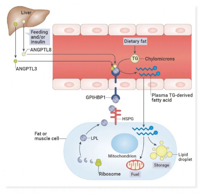 图 7. ANGPTL3 在血浆甘油三酯代谢中的作用概述[12]。 