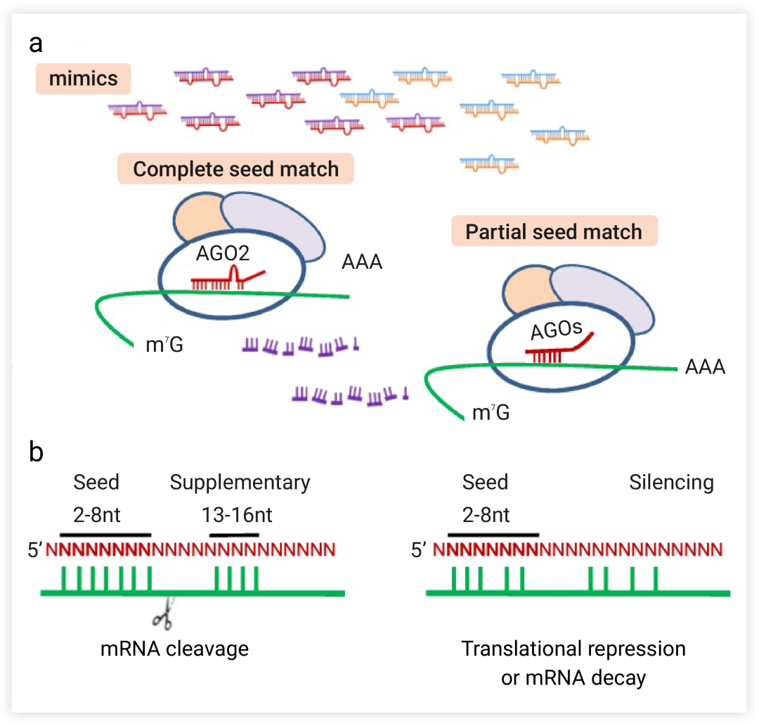 图 3. miRNA mimics 诱导基因沉默[1]  a. miRNA mimics 的两种结合模式：完全互补的 miRNA 与 AGO2 相互作用 (左)；部分种子匹配的 miRNA 与 AGO1、3、4 相互作用 (右)；miRNA 模拟物引导链 (红色), 乘客链 (紫色); 内源性 miRNA 引导链 (蓝色) 和乘客链 (橙色); b. 结合模式导向的靶识别导致靶切割或翻译抑制和 mRNA 衰变。