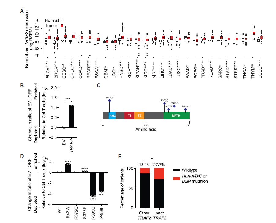 Figure 5. TRAF2 Mutations in Patients'Tumors Conferring T Cell Resistance