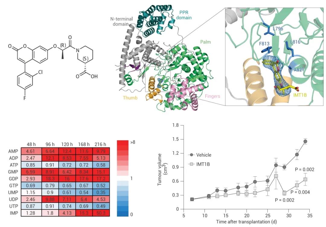 图 2. IMT1B 靶向线粒体 DNA 抑制肿瘤生长[7]