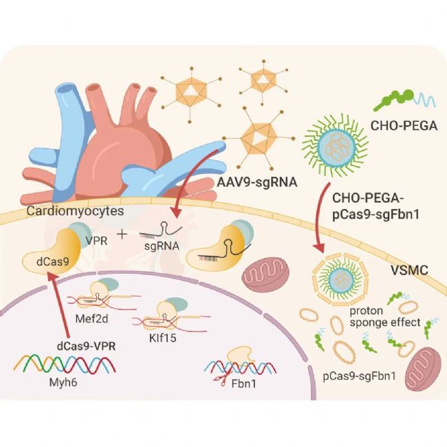 图 5. AAV9 将靶向 Mef2d 和 Klf15 的 sgRNA 传递到 dCas9-VPR 转基因小鼠中[3]。