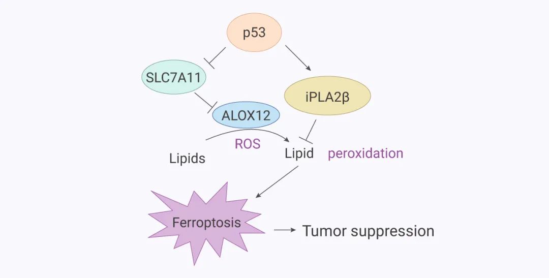 图 7. ALOX12 和 iPLA2β 在调节 p53 介导的铁死亡中的作用模型[16]