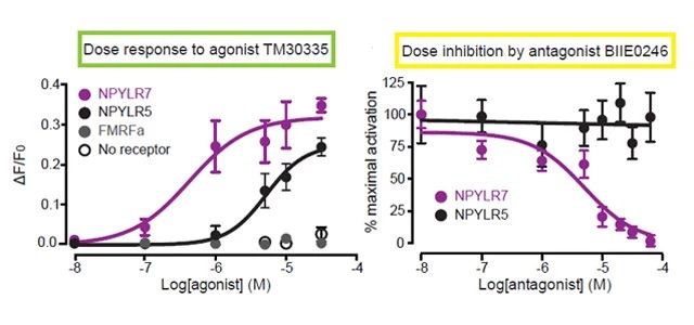 Figure 4. 人类 NPY Y2 受体药物调节蚊子 NPYLR7