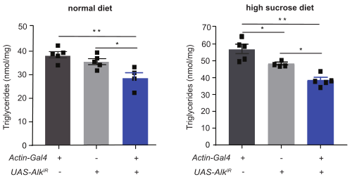Alk 敲降的果蝇中正常饮食 (左) 和高糖饮食 (右) 甘油三酯水平均降低