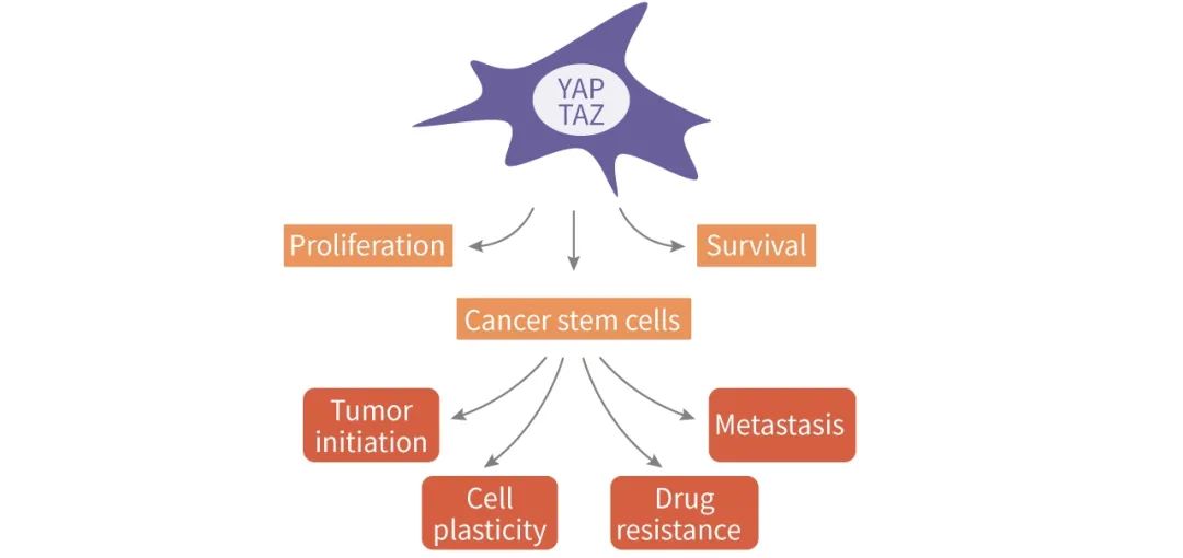 图 4. YAP/TAZ 在癌细胞中的作用[17]