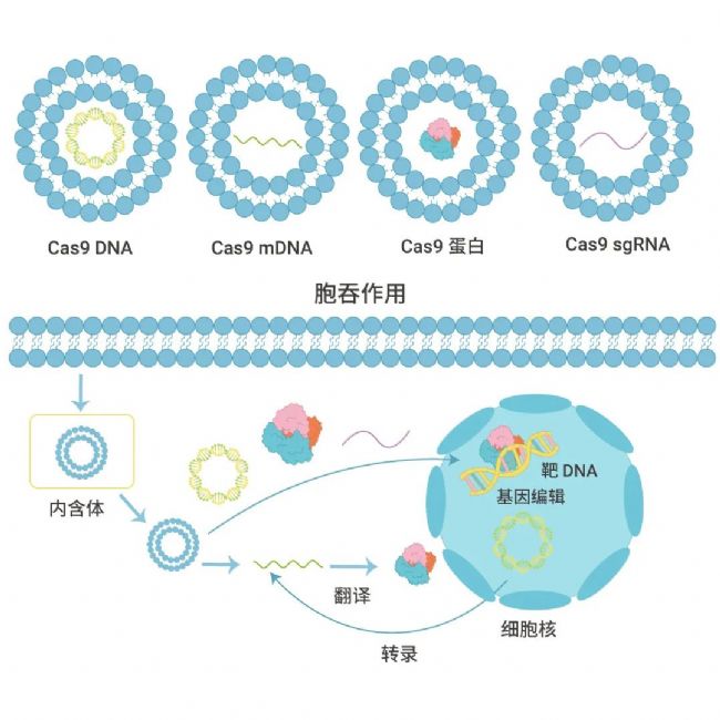 图 3. 不同纳米载体用于递送不同形式的 Cas9/gRNA 元件及其胞内工作原理示意图[5]。