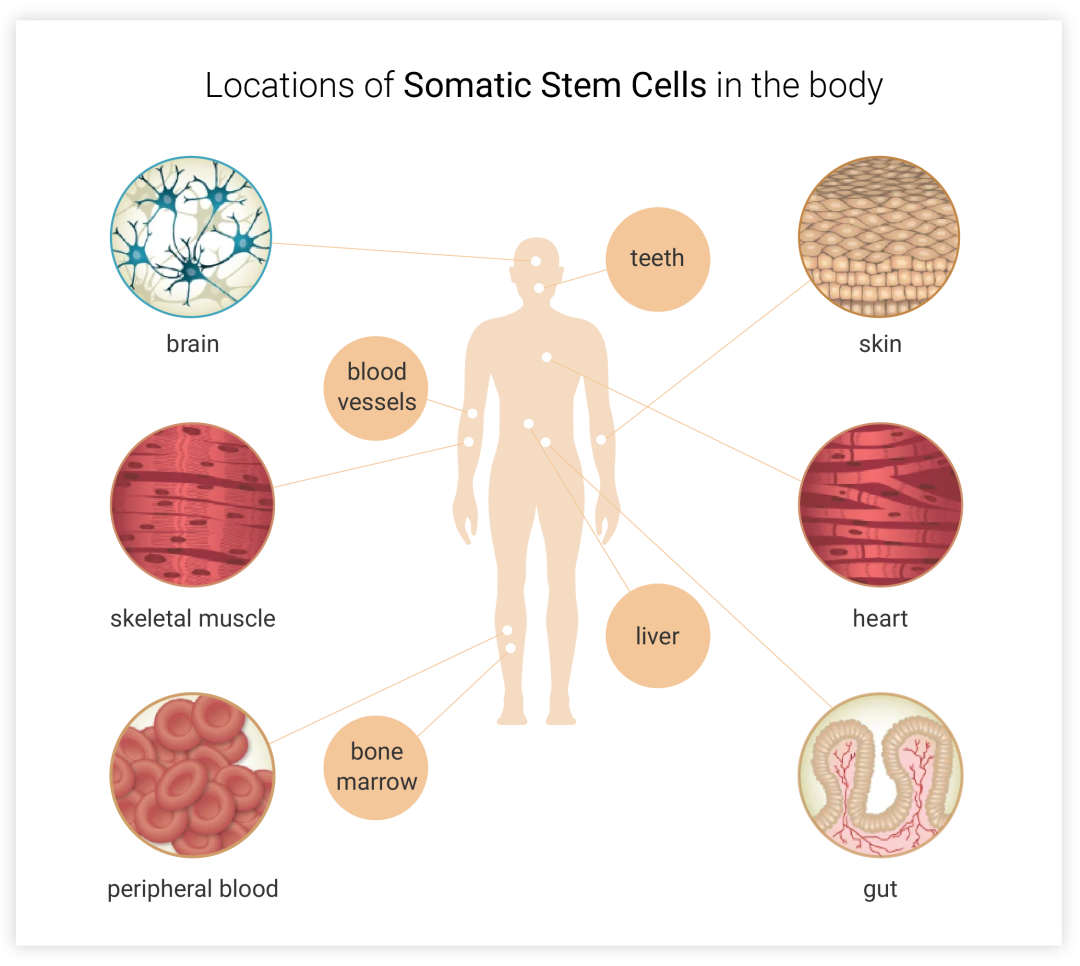 图 2. 成体干细胞：主要描述了成体干细胞在人体内的主要类型和终端分化方向