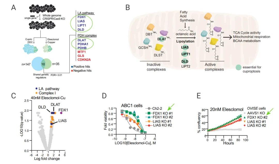 图 6. FDX1 和硫辛酸途径相关基因是铜离子载体诱导细胞死亡的关键介质[2] A：敲除了不同基因后，细胞参与铜离子载体诱导的死亡的基因 B：硫辛酸通路的示意图；C-E：敲除 ABC1 细胞的 FDX1 和 LIAS 基因，用 Elesclomol 处理细胞，检测细胞活力。