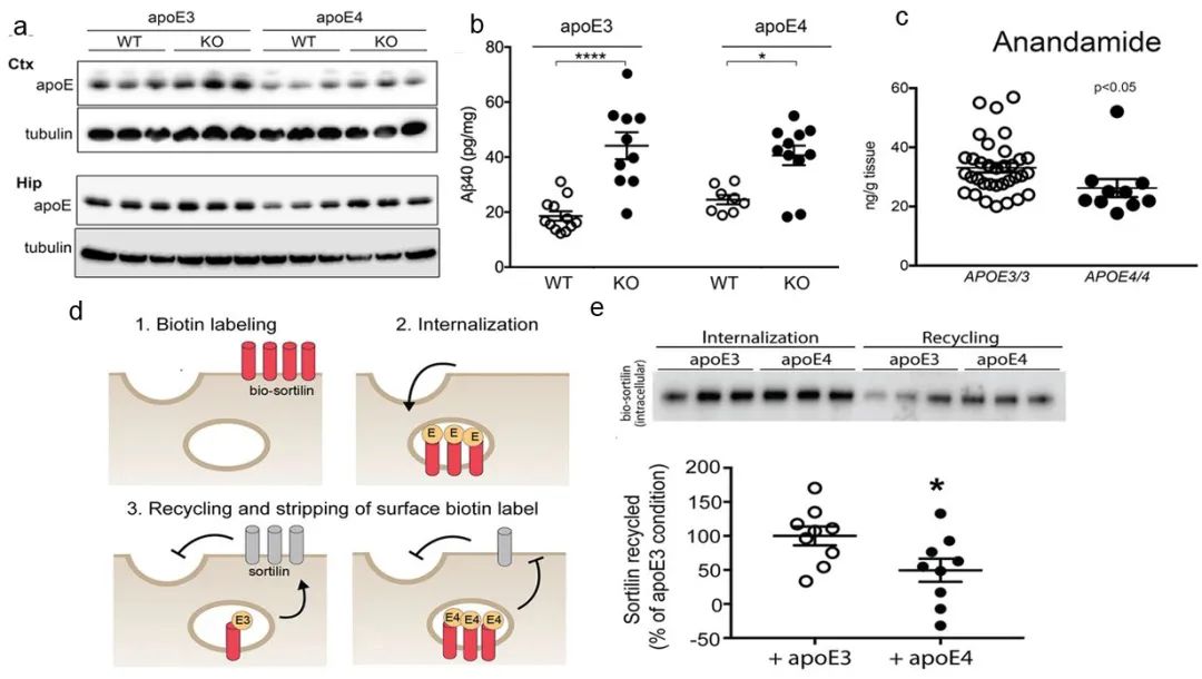 APOE4 破坏了 Sortilin 的营养物质摄取作用[12] a. APOE3/4 的脑积聚。b. 可溶性 Aβ40 沉积。c.多不饱和脂肪酸 (PUFA) 的水平变化。d-e, APOE4 破坏了 sortilin 的细胞表面再循环