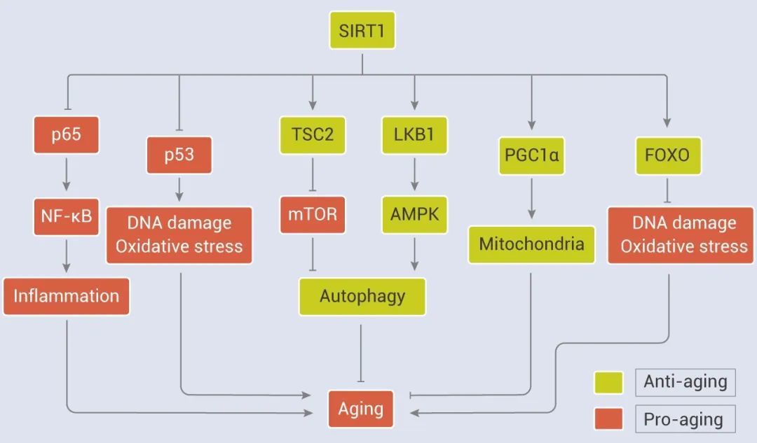 图 4. SIRT1 与衰老相关途径[13]