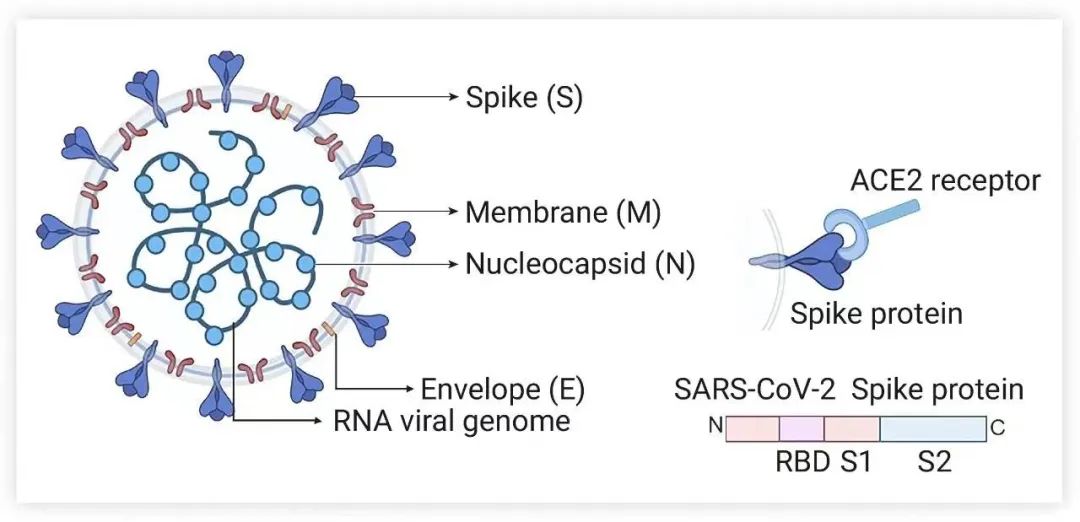 图 1. SARS-CoV-2 结构及作用机制[3] SARS-CoV-2 由包膜蛋白 (Envelope)、核衣壳蛋白 (Nucleocapsid)、刺突蛋白 (Spike)、膜蛋白 (Membrane) 4 种结构蛋白组成。SARS-CoV-2 通过其表面的刺突蛋白与受体 ACE2 结合进入细胞。刺突蛋白主要分为含有 RBD 的 S1 和 S2 亚基。ACE2，血管紧张素转换酶 II；SARS-CoV-2，严重急性呼吸综合征冠状病毒 2；RBD，受体结合域。