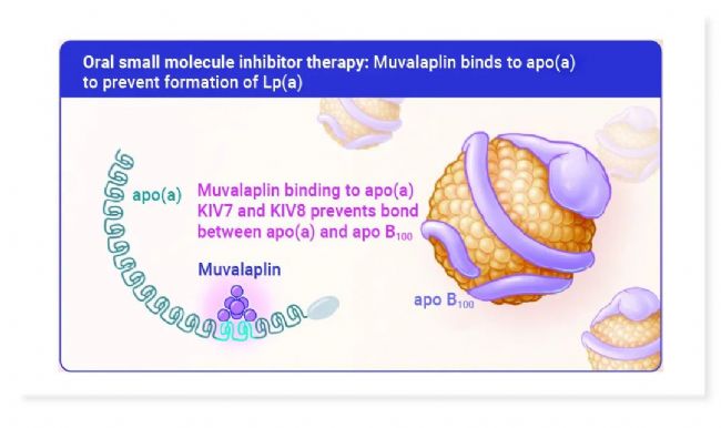 图 5. Muvalaplin 结合载脂蛋白 (a) 阻止 Lp (a) 的形成[8]。 