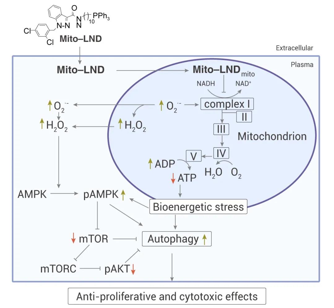 图 3. Mito-LND 靶向线粒体氧化还原反应和胞内信号传导[8]