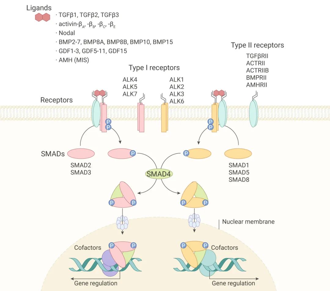 图 2. 哺乳动物 TGFβ/SMAD 通路中的核心信号[6]