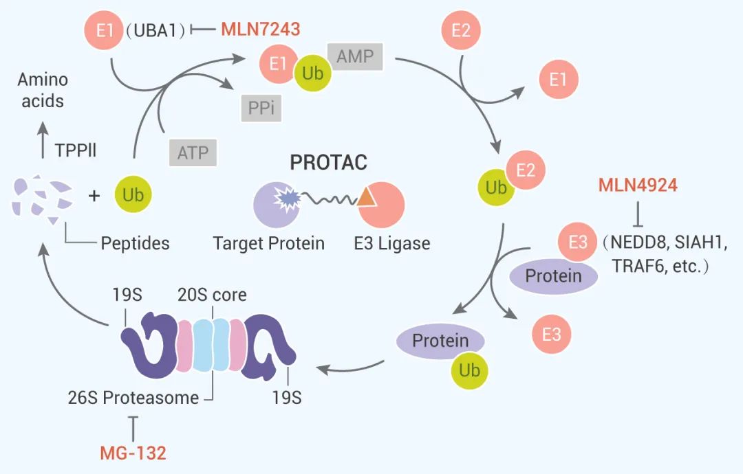 图 2. PROTAC 以及泛素——蛋白酶体途径