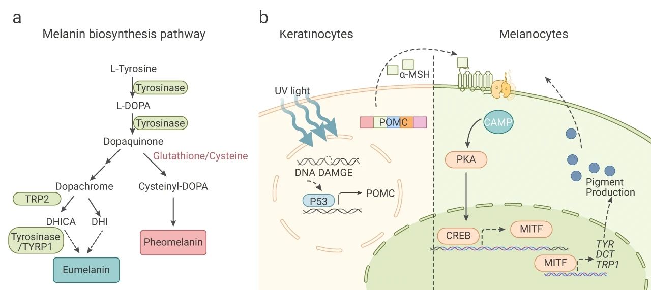 图 1. 黑色素合成途径与经典“晒黑途径” a: 黑色素合成涉及酪氨酸酶基因家族中的 3 种酶，即酪氨酸酶 (TYR)、酪氨酸酶相关蛋白 1 (TRP-1)、酪氨酸酶相关蛋白 2 (TRP-2); b: cAMP-MITF-色素沉着途径