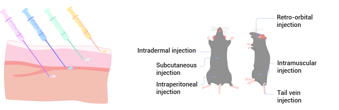 图 4. 皮肤给药物质的不同途径。 肌肉内 (IM)、静脉内 (IV)、皮下 (SC) 和皮内 (ID)  途径[6]。