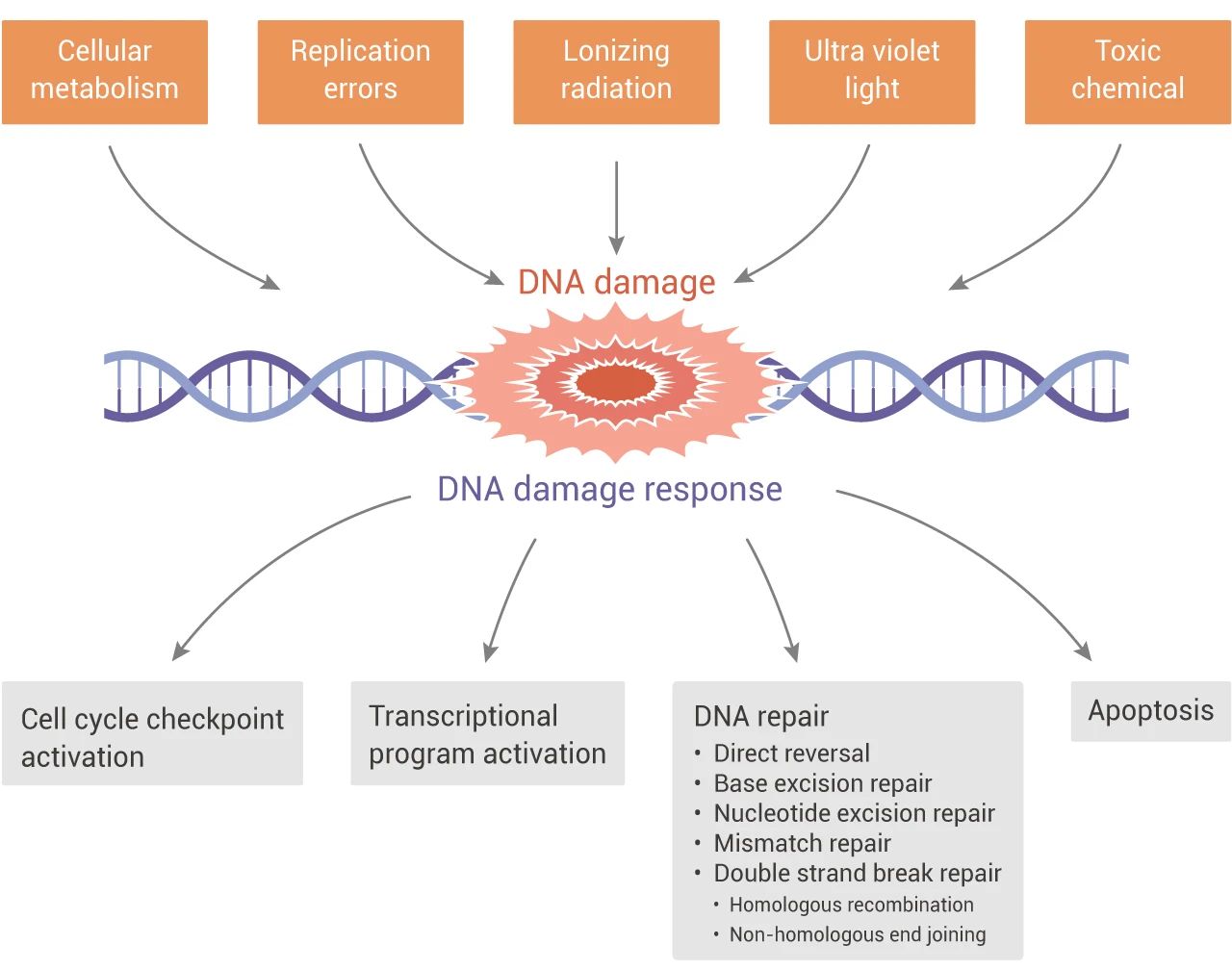 图 1. DNA 损伤与应答