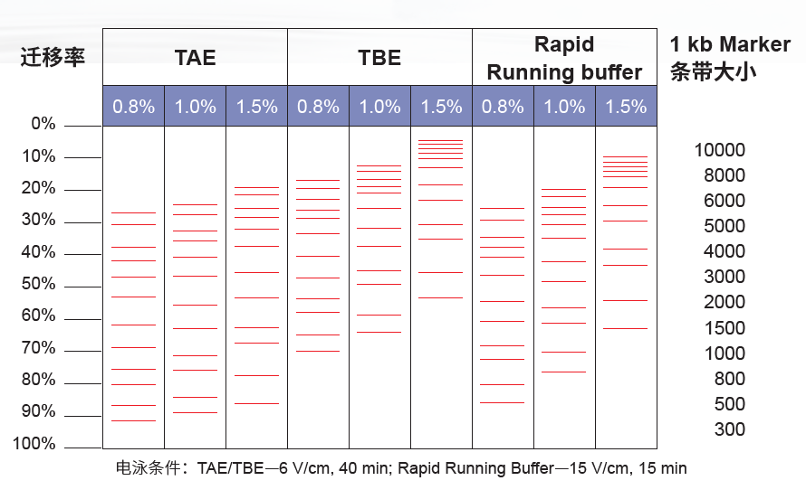 图 3. 不同电泳条件下 DNA 的分离效果