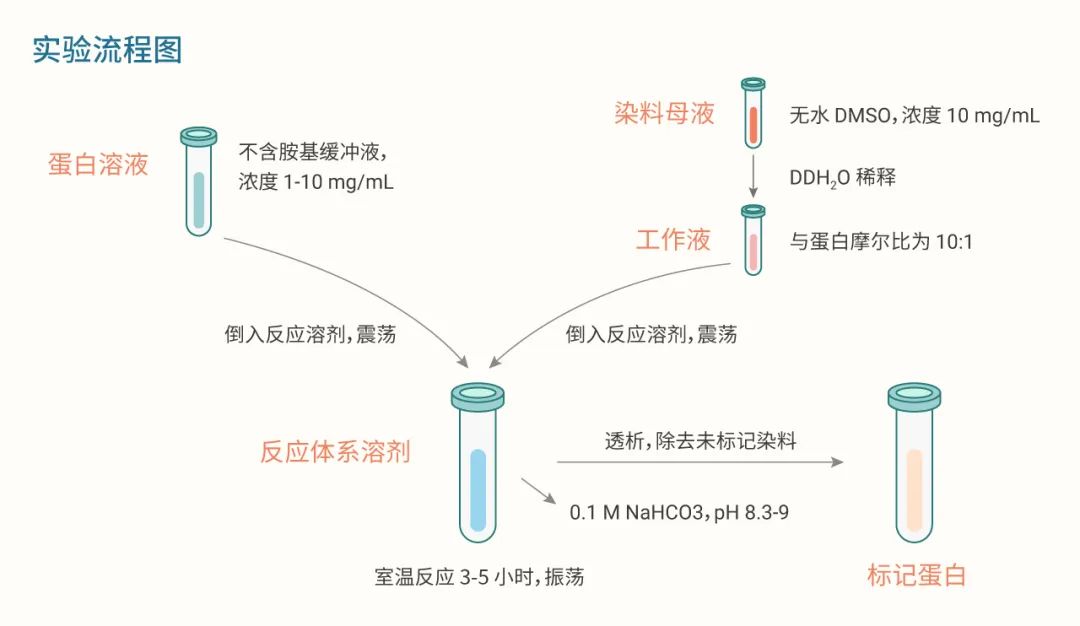 图 3. CY 标记蛋白操作流程将蛋白溶液与配置好的染料工作液倒入反应溶剂中 → 用移液器上下轻打混匀 → 常温下静置或轻微混动反应 3-5 个小时 (可过夜) → 反应结束后进行透析除去未标记染料 → 避光放置在 4°C 保存