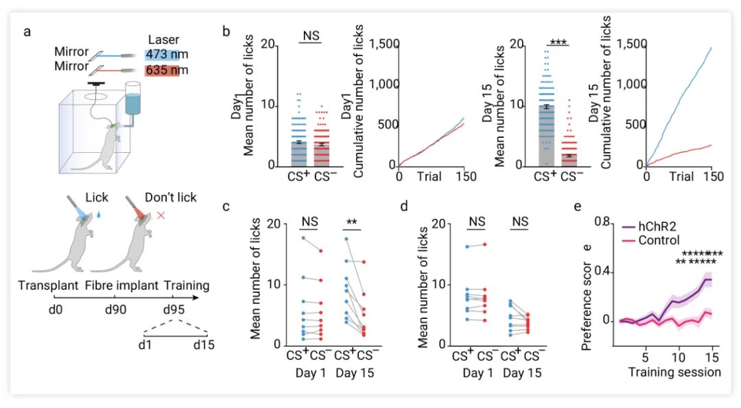 图 9. 移植的 hCO 在大鼠神经元上 建立功能性连接并调节行为[4] a. 行为任务的示意图。b. 实验动物在训练第 1/15 天的表现 (红蓝光试验累积舔舐次数)。c-d. 移植 t-hCO 表达 hChR2-EYFP 荧光团的的行为表现。e. 偏好评分的演化。